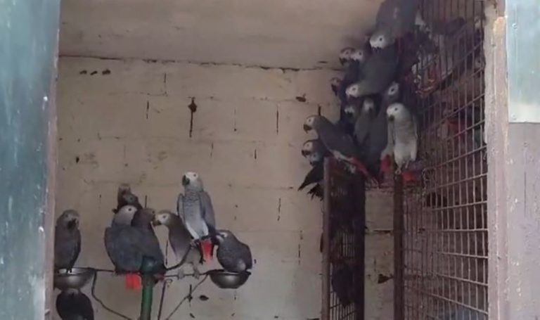 Tarım ve Orman Bakanı İbrahim Yumaklı: 309 Jako papağanı ele geçirildi – Son Dakika Türkiye Haberleri